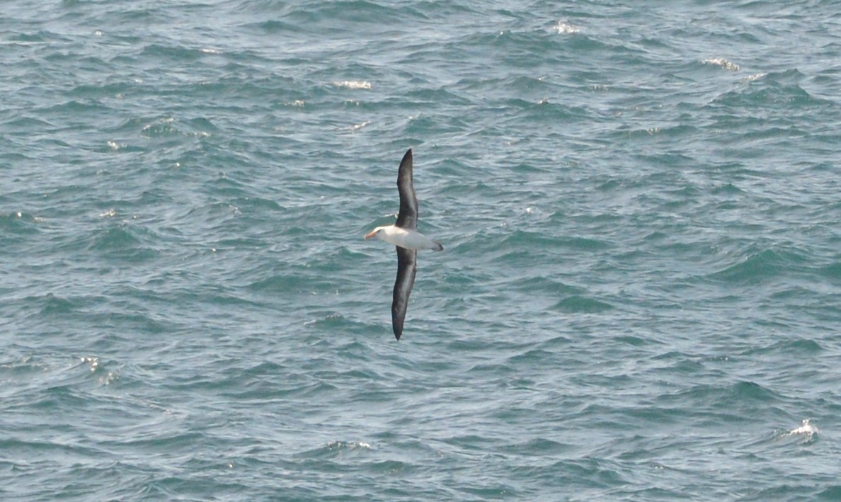 Black-browed Albatross - ML225894601