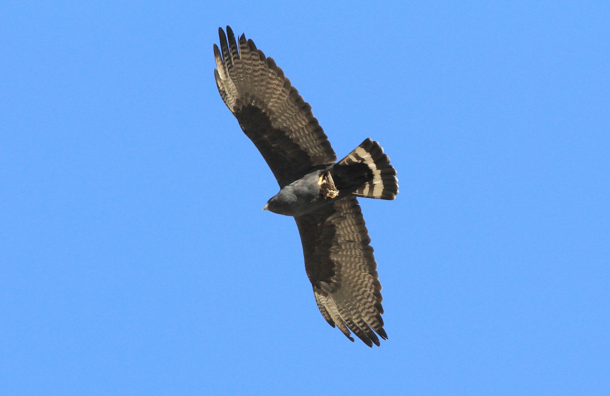 Zone-tailed Hawk - Trish Gussler