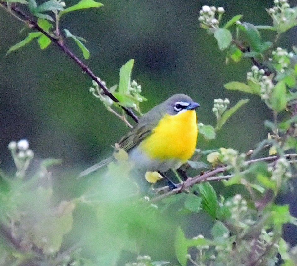Yellow-breasted Chat - ML225899541