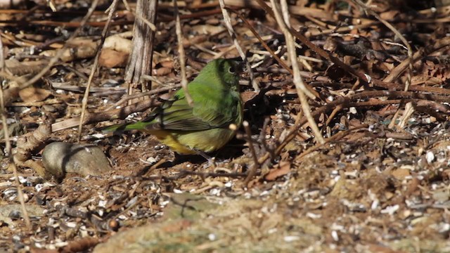 Painted Bunting - ML225899561