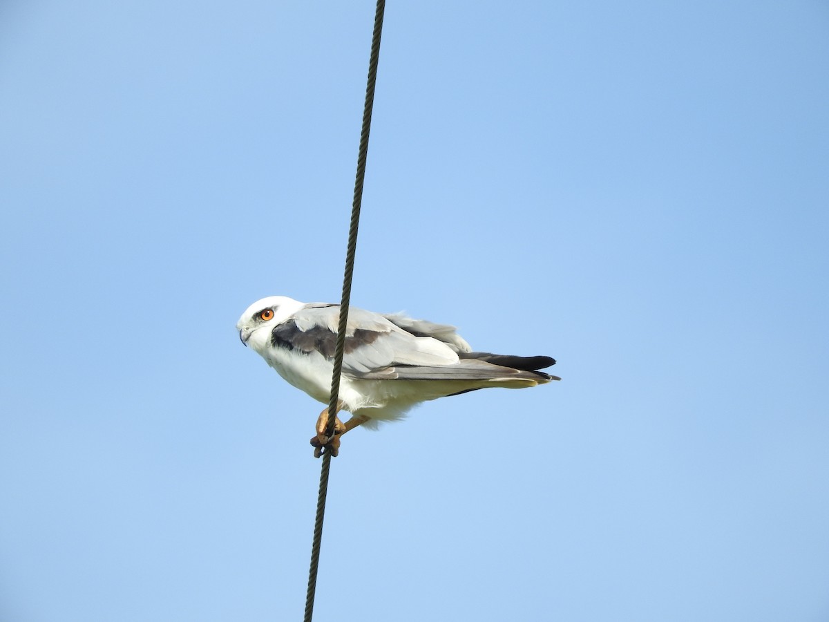 Black-shouldered Kite - Chris Burwell