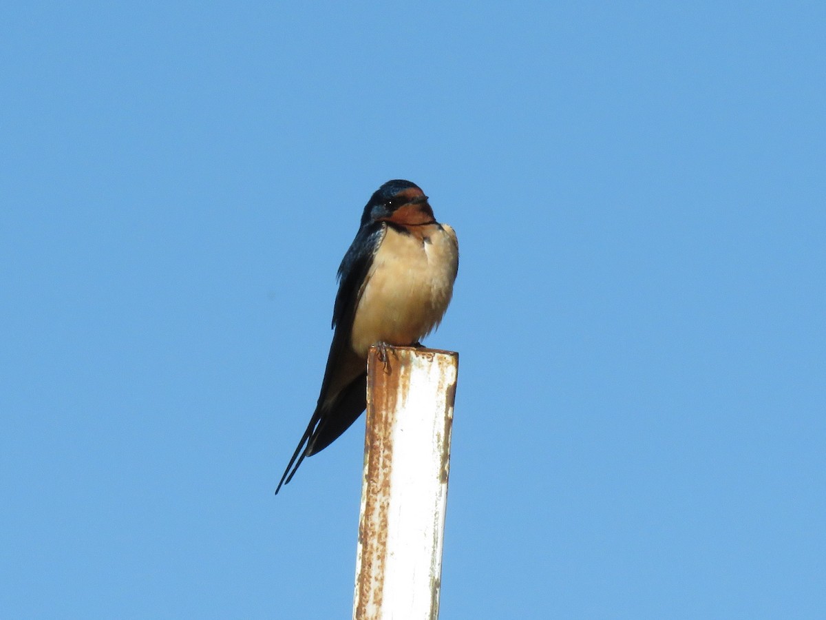 Barn Swallow - ML225904481