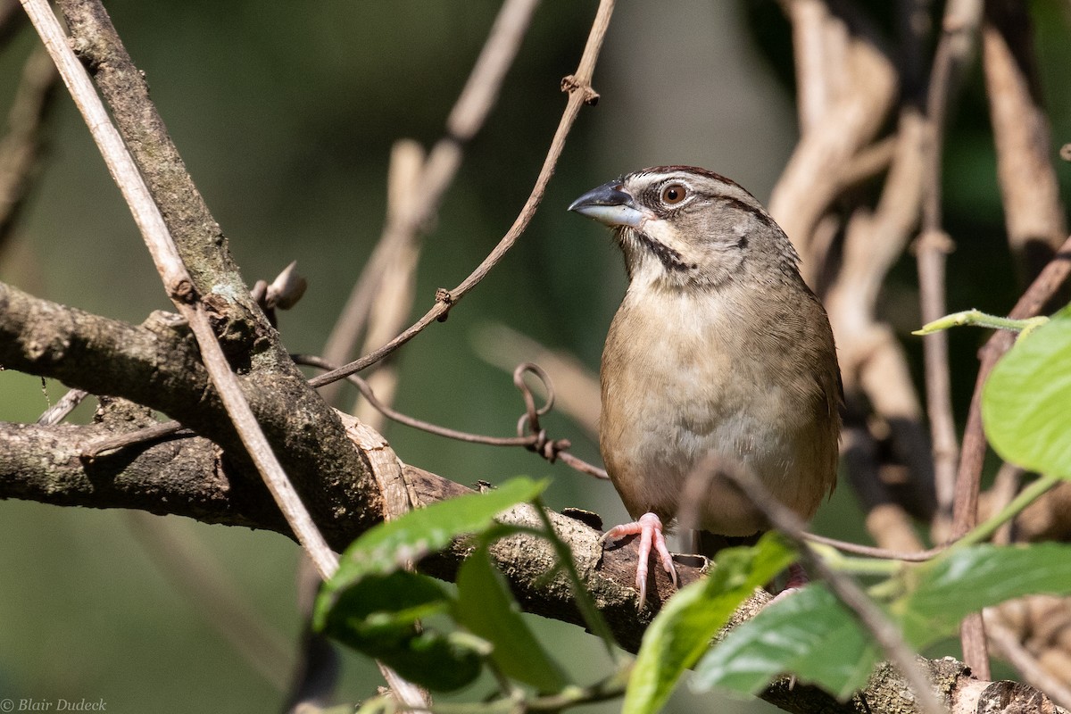 Rusty Sparrow - Blair Dudeck