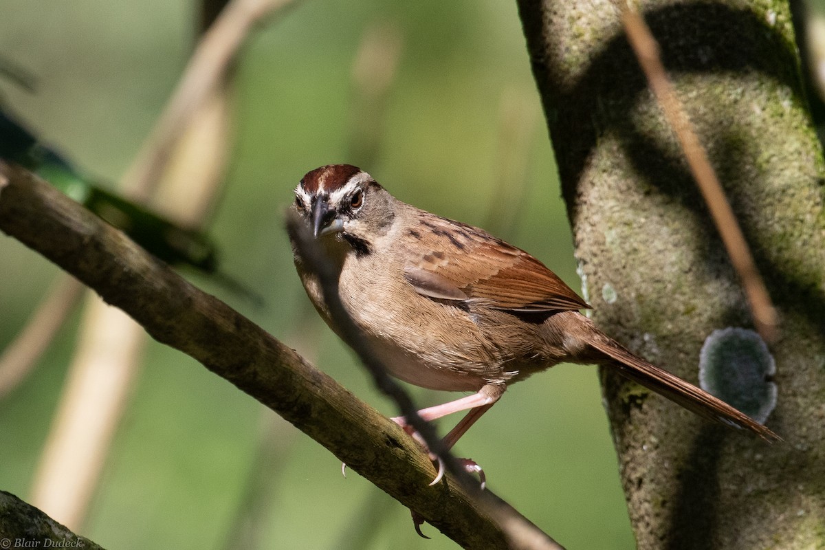 Rusty Sparrow - ML225912811