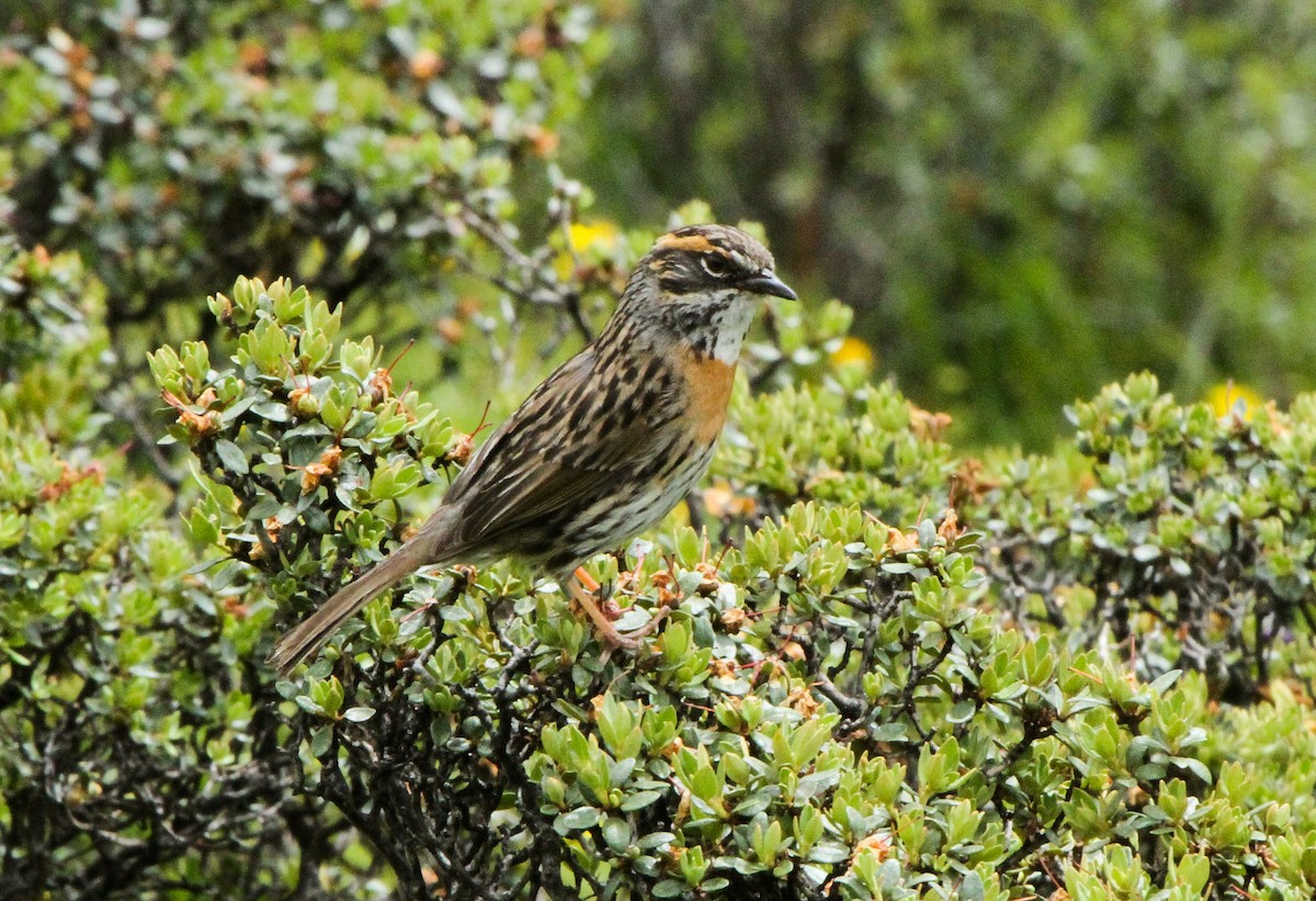 Rufous-breasted Accentor - Pam Rasmussen