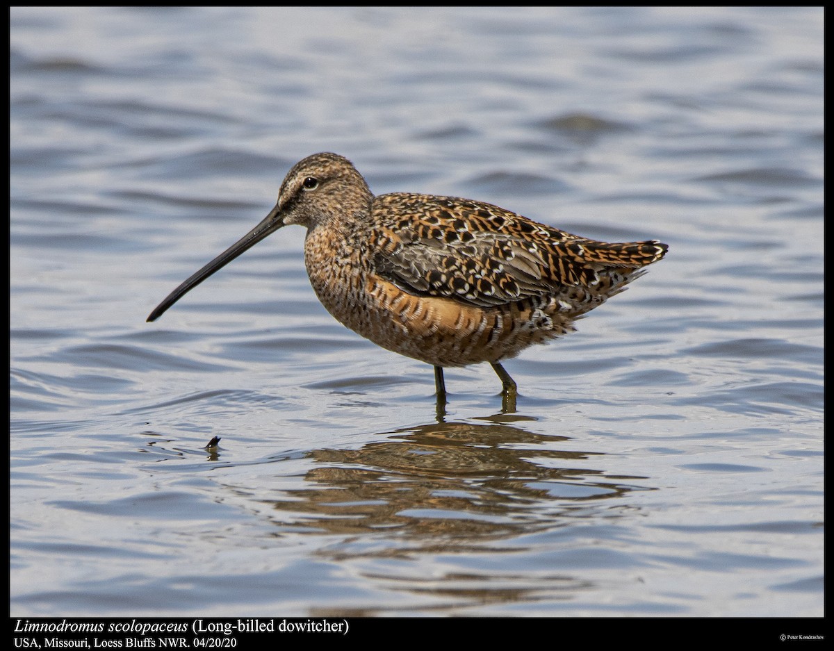 Long-billed Dowitcher - ML225913581