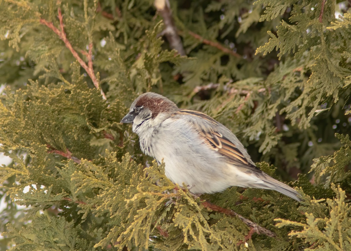 House Sparrow - ML225919971