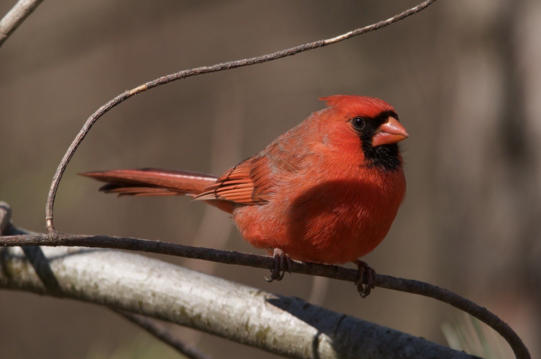 Cardinal rouge - ML225920321