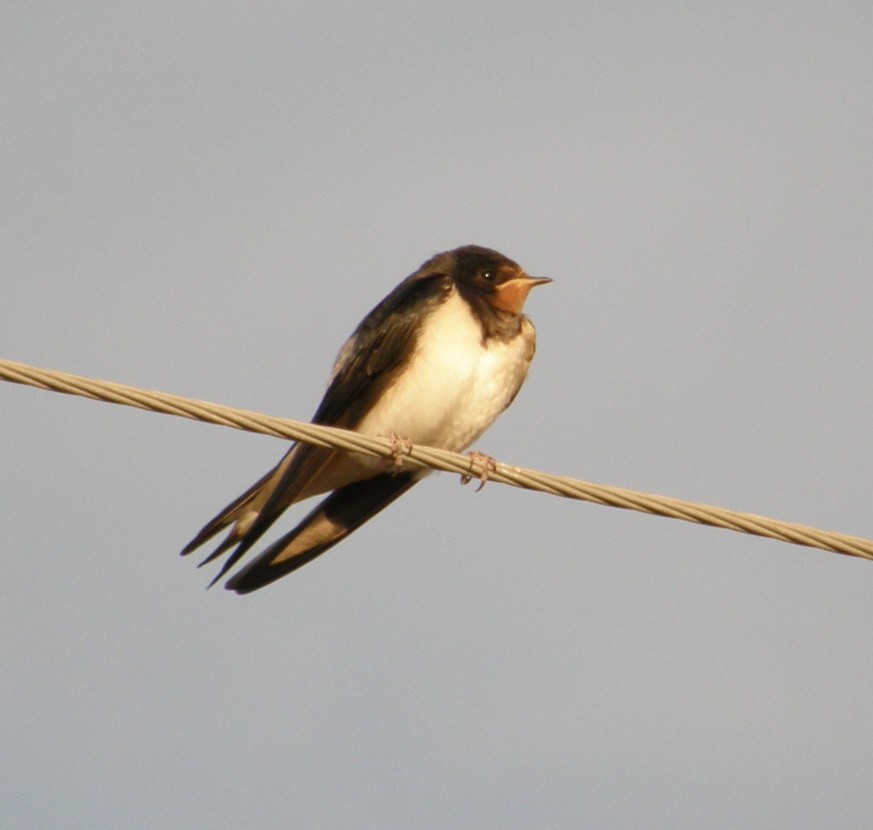 Barn Swallow - JOHN KIRK