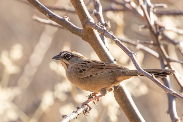 Possible confusion species: Oaxaca Sparrow&nbsp; (<em>Aimophila notosticta</em>). - Oaxaca Sparrow - 