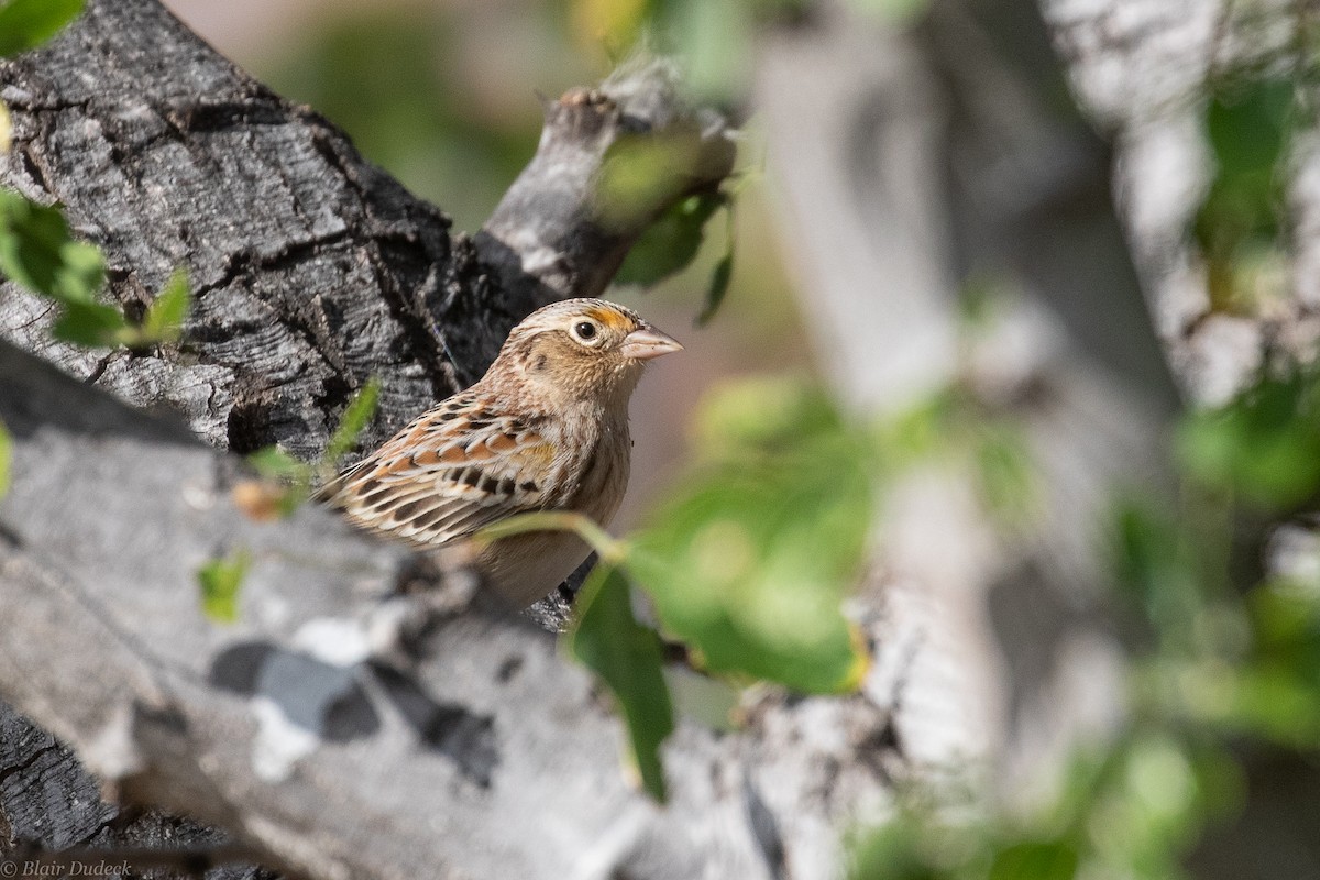 Grasshopper Sparrow - ML225929301