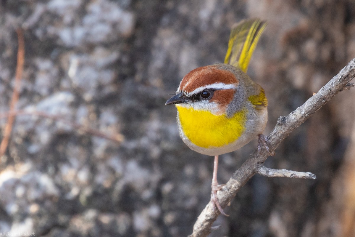 Rufous-capped Warbler - ML225930171