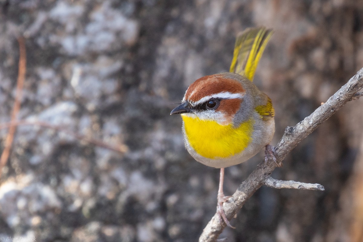 Rufous-capped Warbler - ML225930271