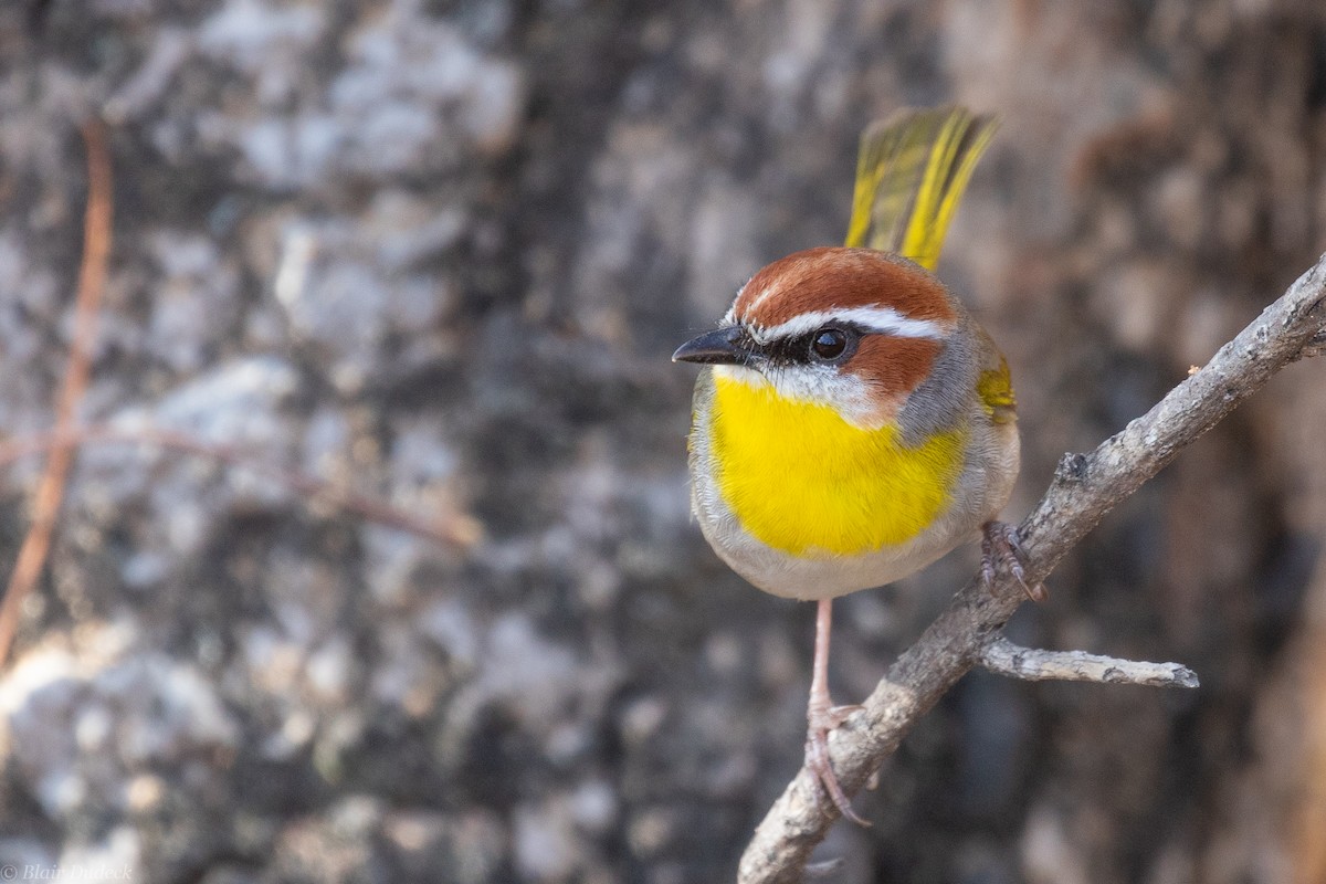 Rufous-capped Warbler - ML225930351