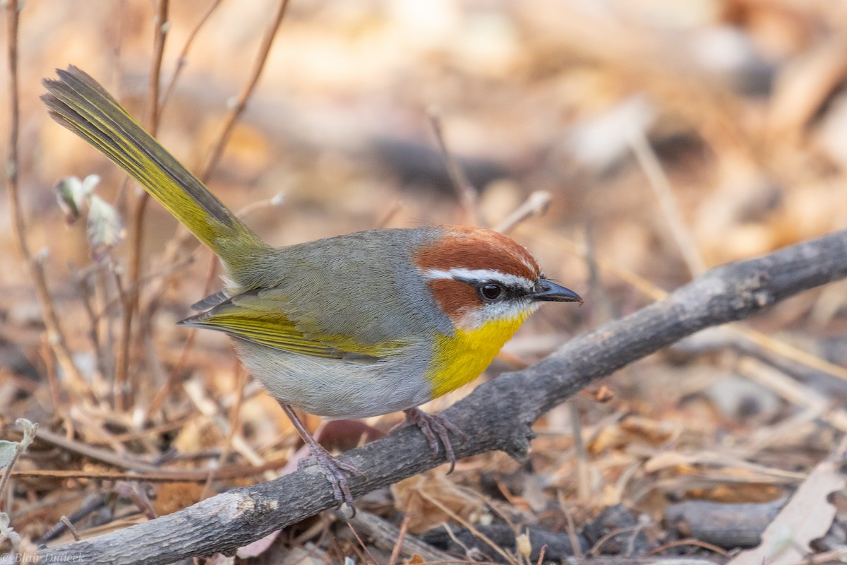 Rufous-capped Warbler - ML225930361