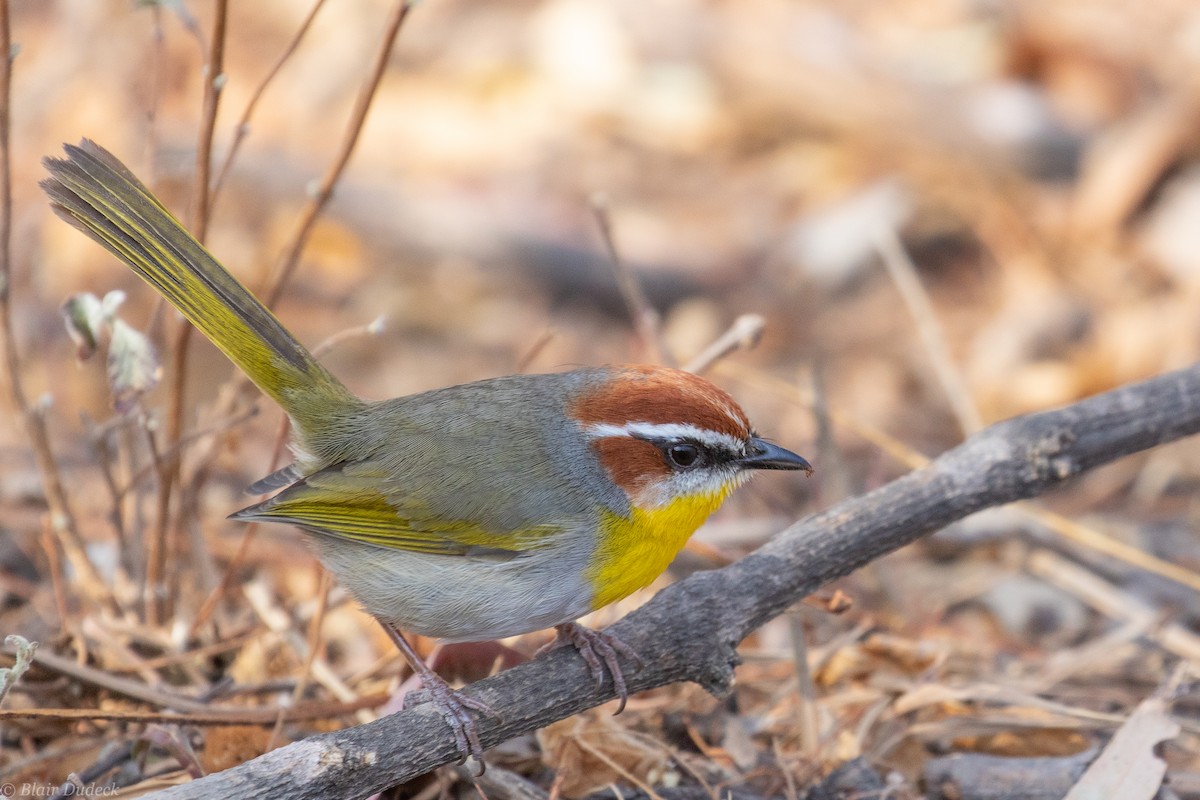 Rufous-capped Warbler - ML225930411