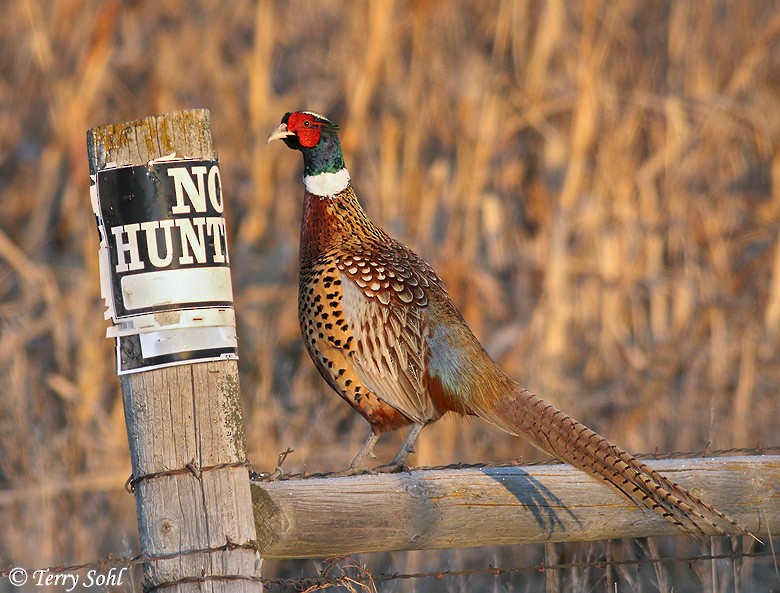 Ring-necked Pheasant - Terry Sohl