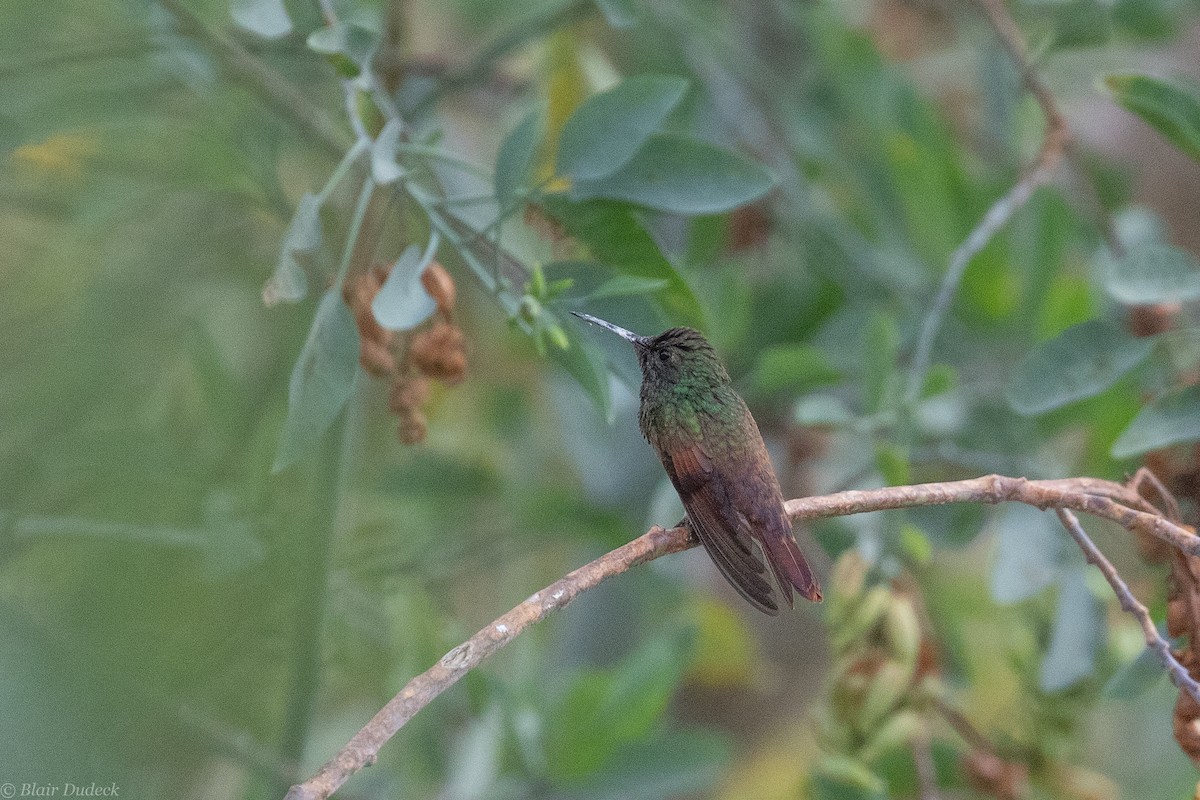 Berylline Hummingbird - Blair Dudeck
