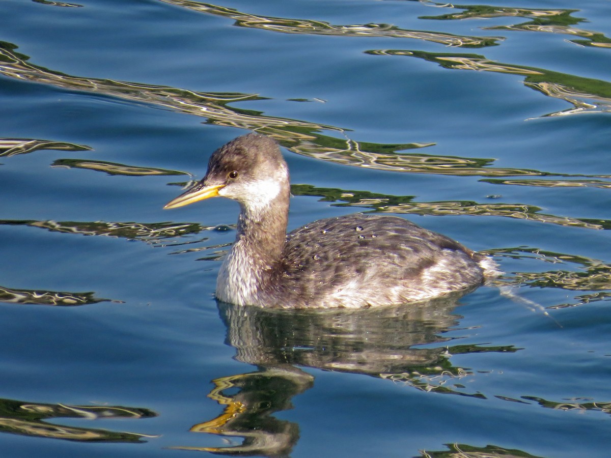 Red-necked Grebe - ML225934221