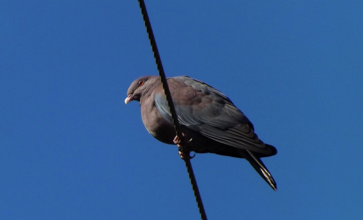 Red-billed Pigeon - Jovani León