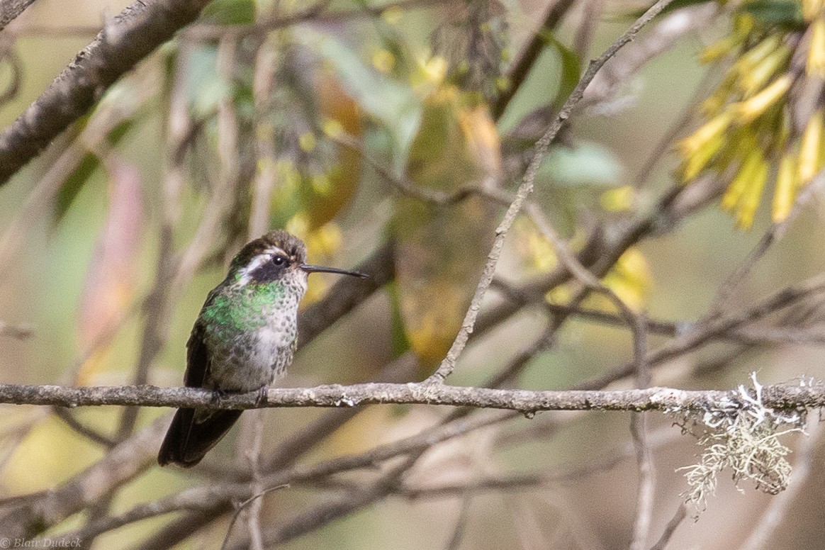 White-eared Hummingbird - ML225936381