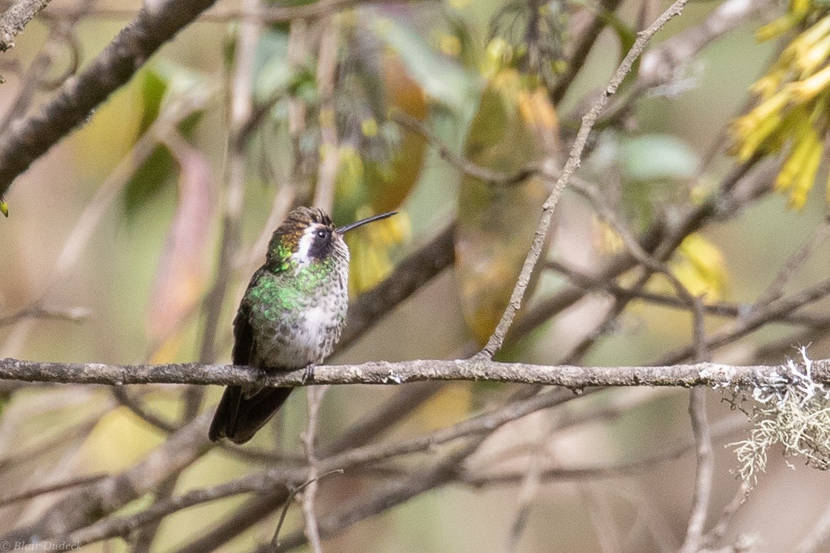 White-eared Hummingbird - ML225936451