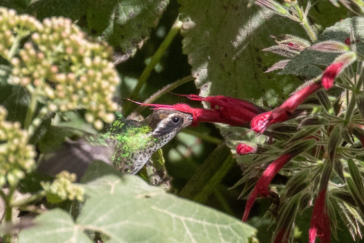 White-eared Hummingbird - ML225936521