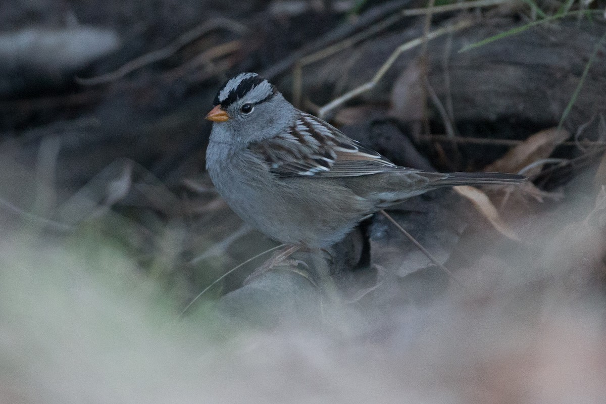White-crowned Sparrow (Gambel's) - Chris Wood