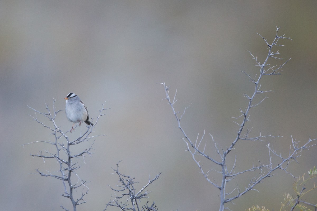 White-crowned Sparrow (Gambel's) - ML22593721