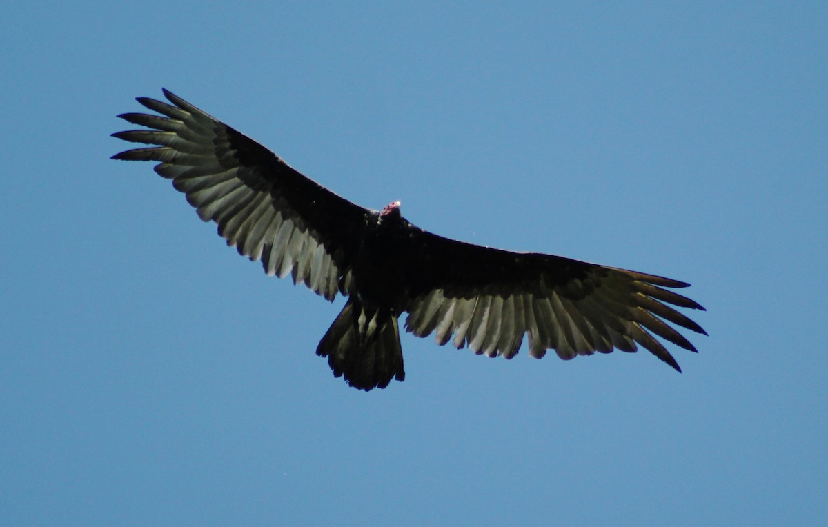 Turkey Vulture - Mario Trejo