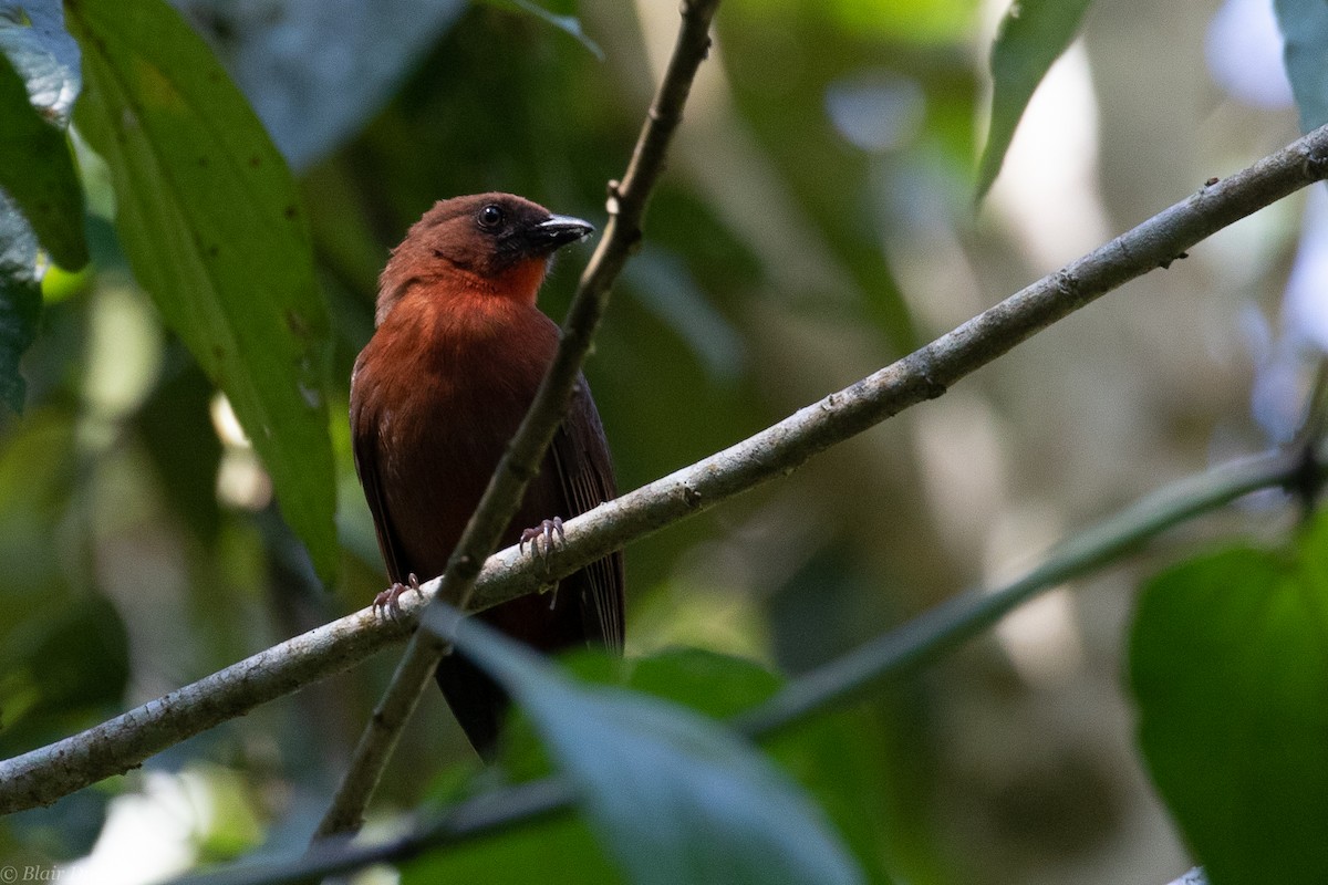 Red-crowned Ant-Tanager - Blair Dudeck