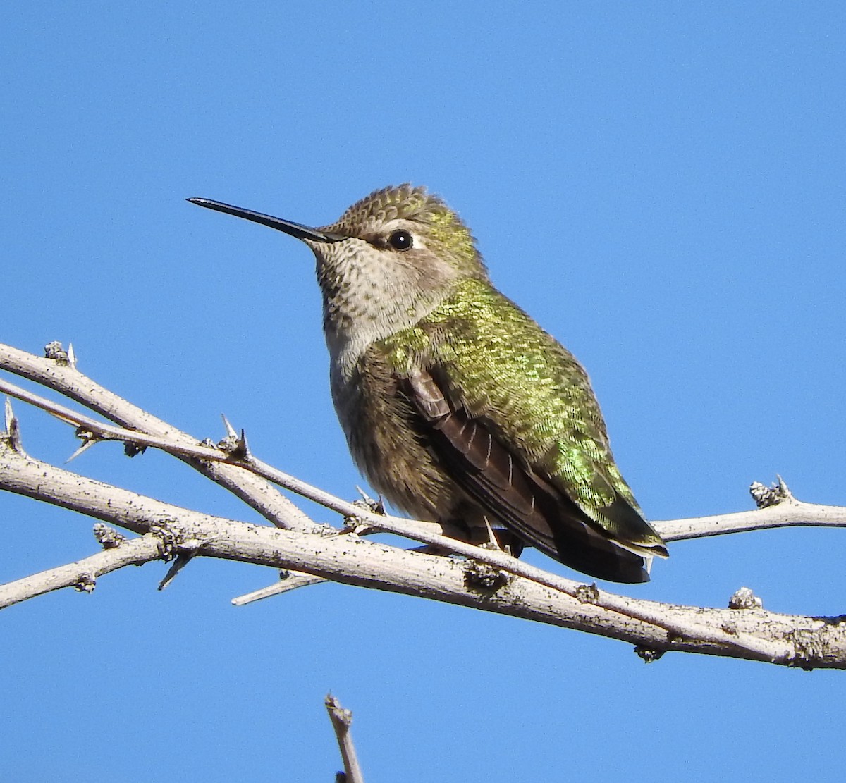 Costa's Hummingbird - Van Remsen