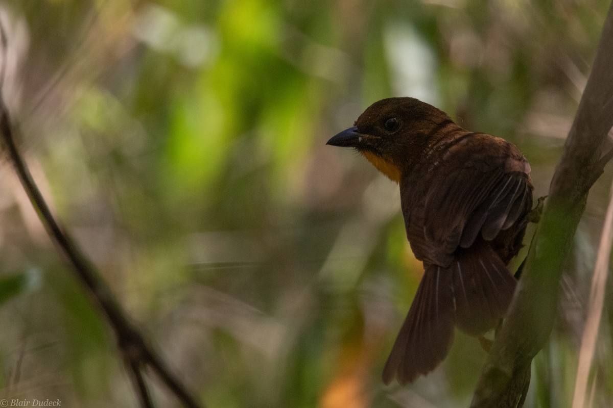 Red-throated Ant-Tanager - ML225954761