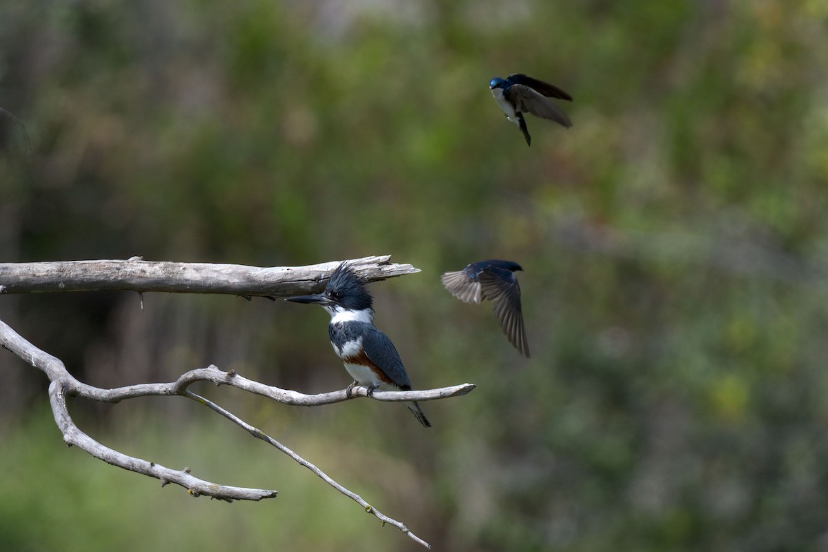 Belted Kingfisher - ML225955271
