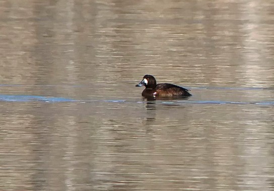Greater Scaup - Kristin Purdy