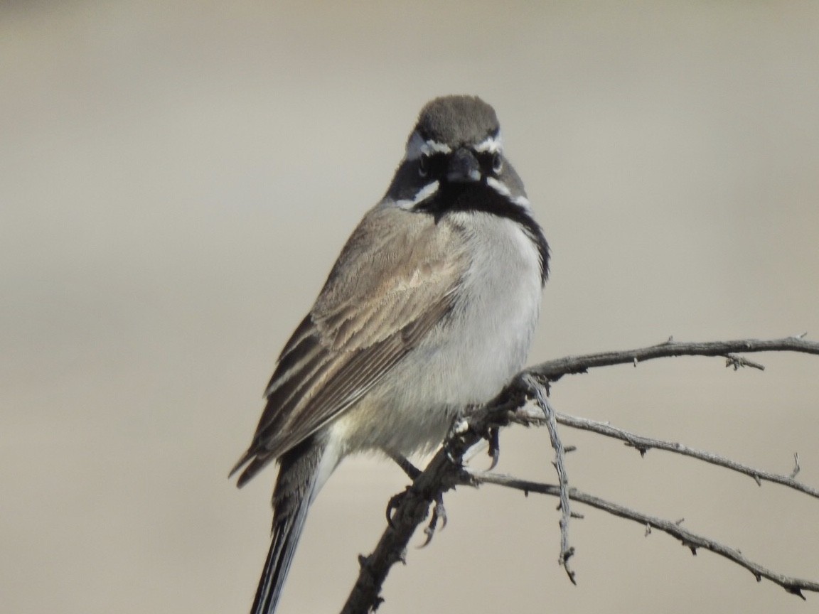 Black-throated Sparrow - ML225960801