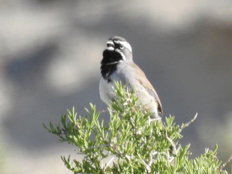 Black-throated Sparrow - ML225961271