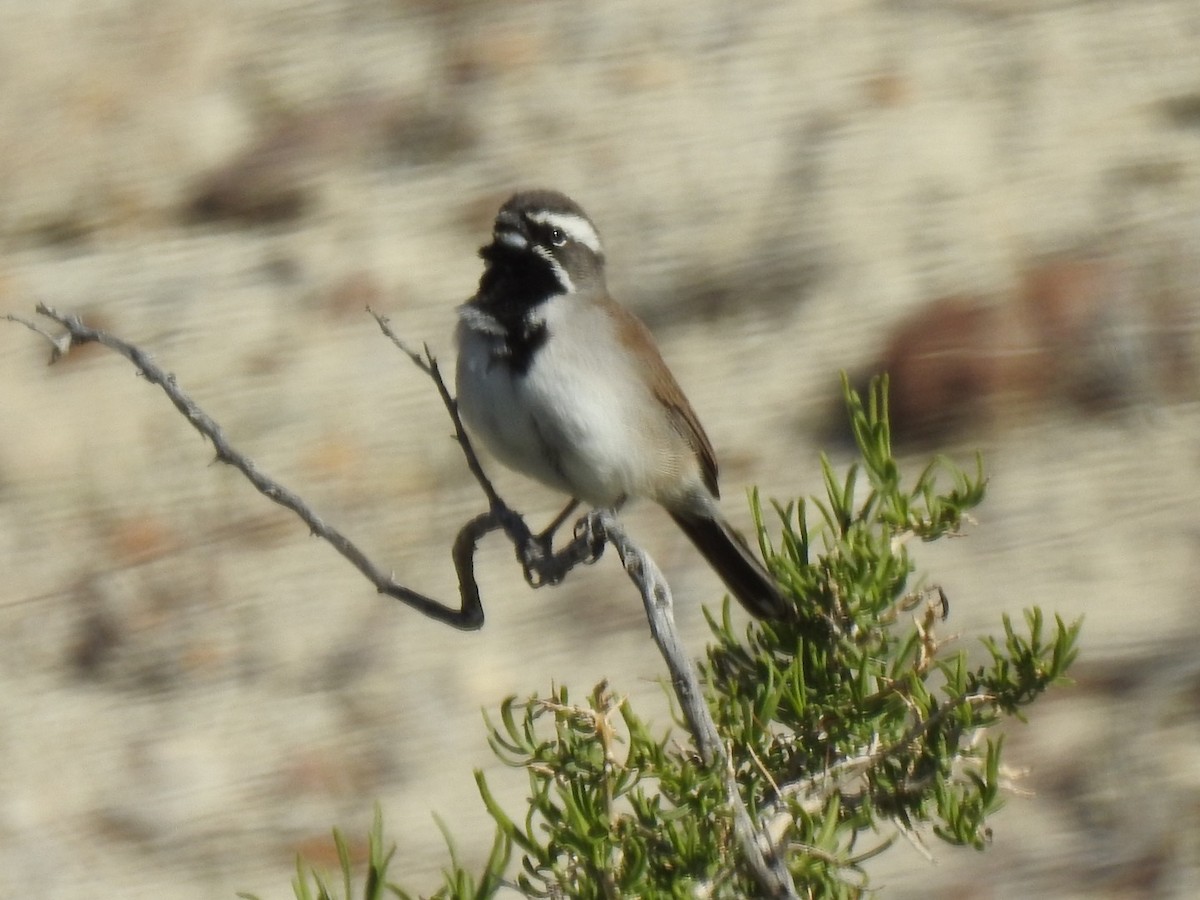 Black-throated Sparrow - ML225962241