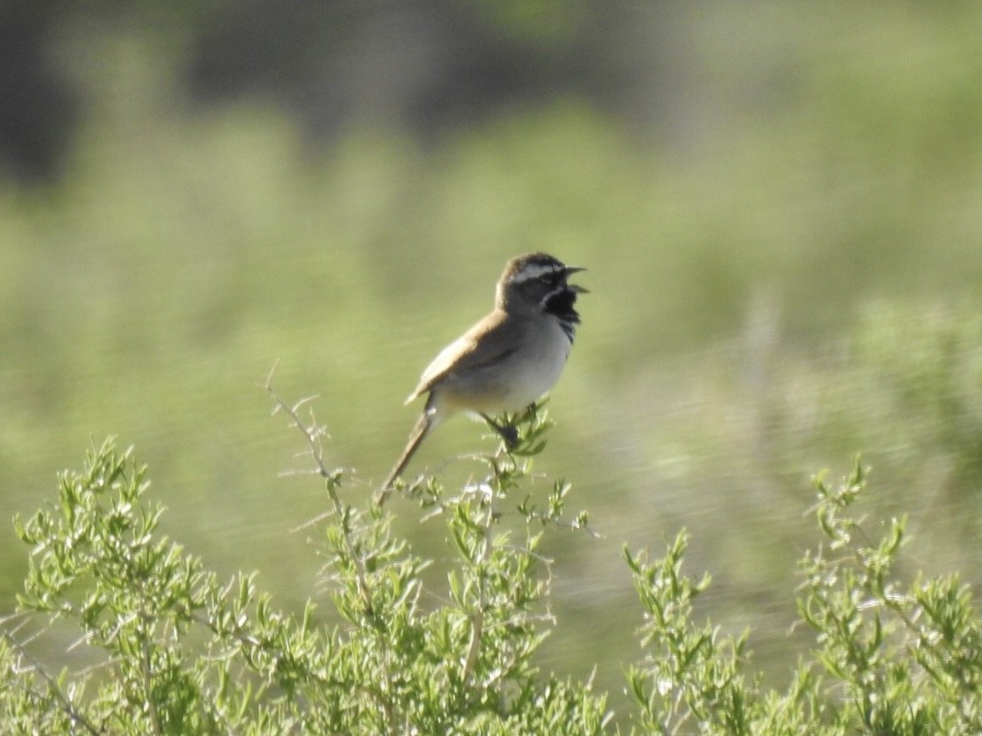 Black-throated Sparrow - ML225962261