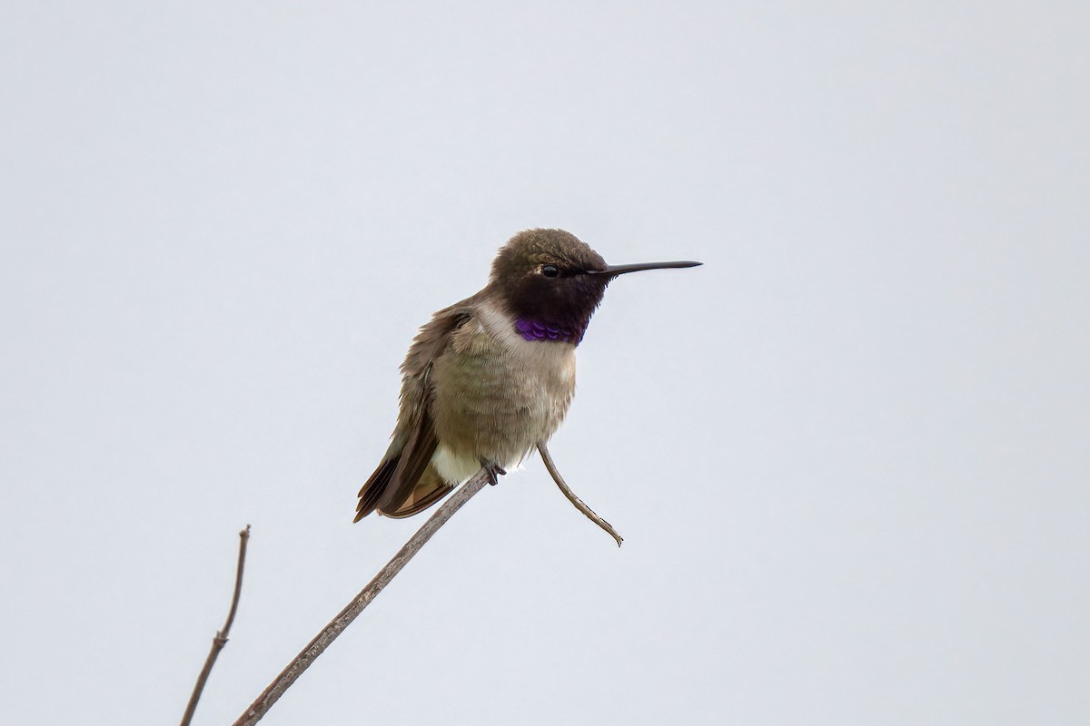 Black-chinned Hummingbird - ML225967091