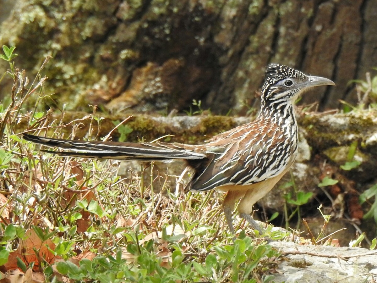 Lesser Roadrunner - Neotropical Flyways Project Central America