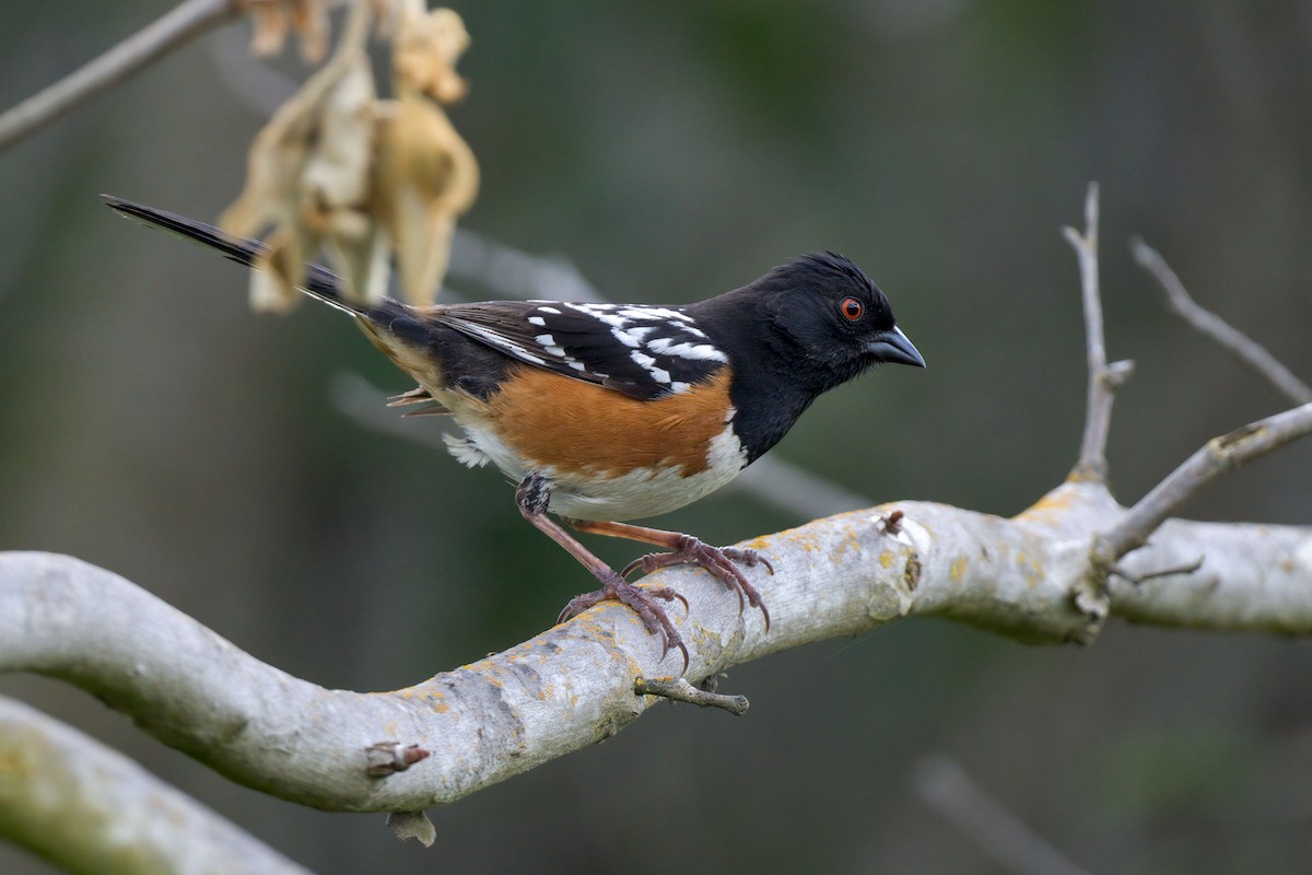 Spotted Towhee - Andrew Newmark