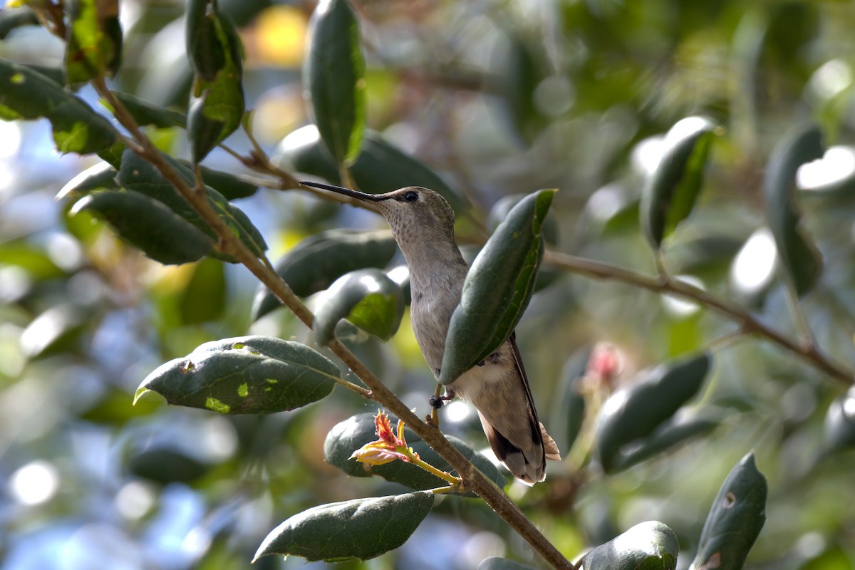 Anna's Hummingbird - ML225974501