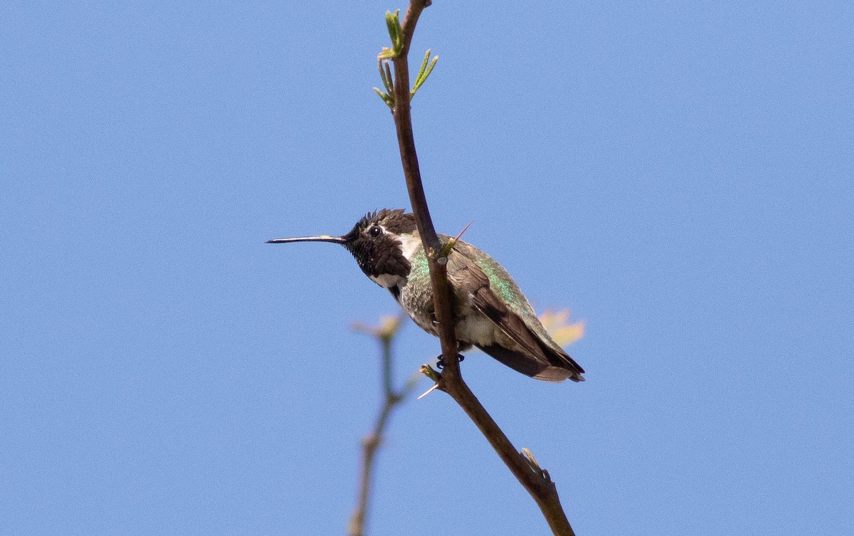 Costa's Hummingbird - ML225975101