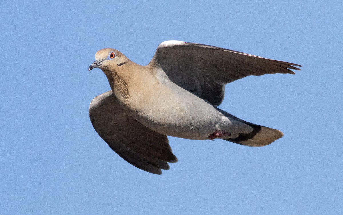 White-winged Dove - ML225975231