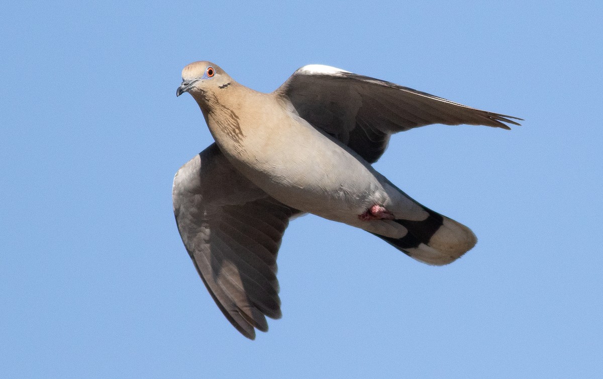 White-winged Dove - ML225975241