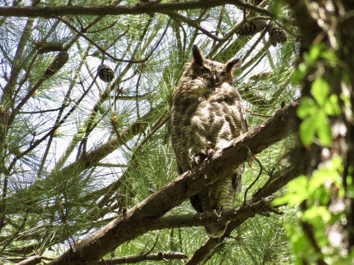 Great Horned Owl - ML225976081