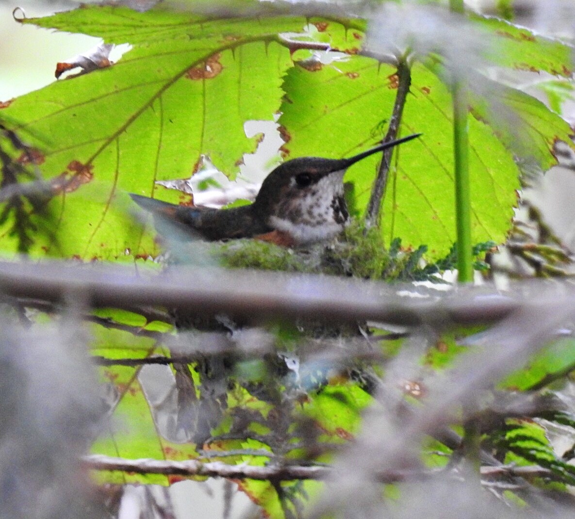 Rufous Hummingbird - ML225976481