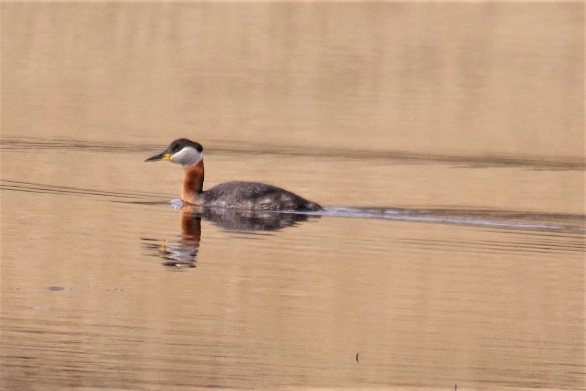 Red-necked Grebe - ML225977821