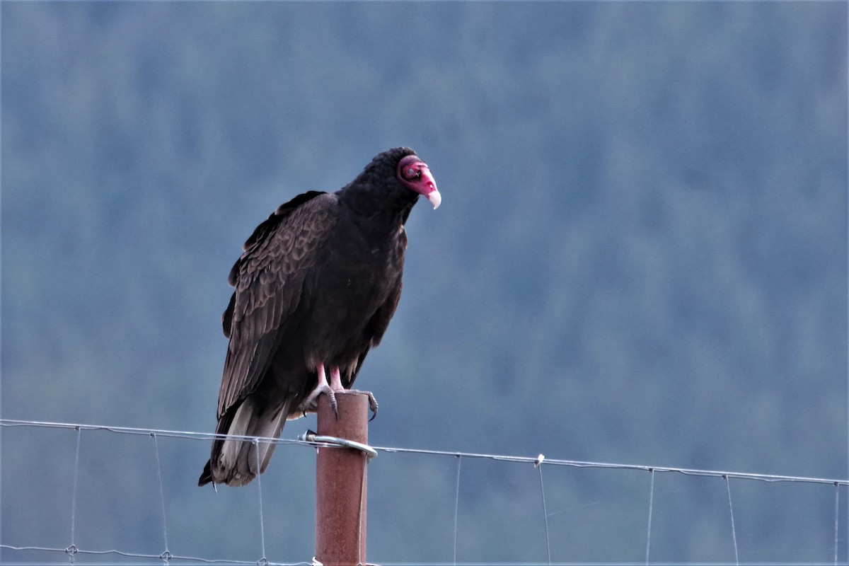 Turkey Vulture - ML225978201
